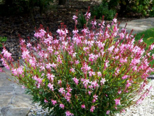 หญ้าฟรุ้งฟริ้ง สีกุหลาบ (Gaura rosy-white) / 20 เม็ด (UK)