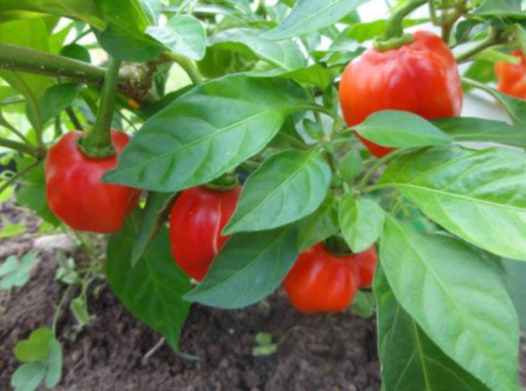 พริก Savina Habanero แดง / 100 เม็ด (Singapore)