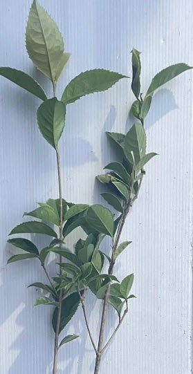 ต้น หอมหมื่นลี้ กุ้ยฮวา 七彩桂花 กระถาง 5-6 นิ้ว สูง 30-50 ซ.ม. ต้นไม้นำเข้า