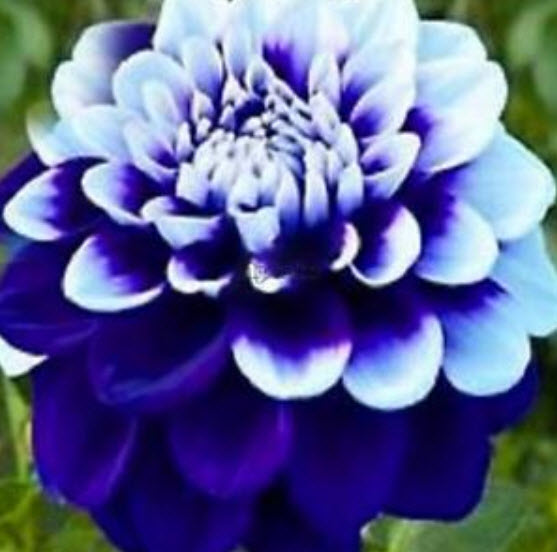 ดาห์เลีย หรือรักเร่ (dahlia) สีม่วง / 50 เม็ด