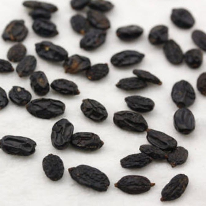 ไฮเดรนเยีย (Hydrangea) สีขาว / 25 เม็ด