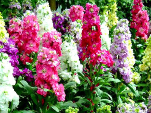 ไวโอเล็ต (Violet - Mammouth Excelsior) / 150 เม็ด (UK)