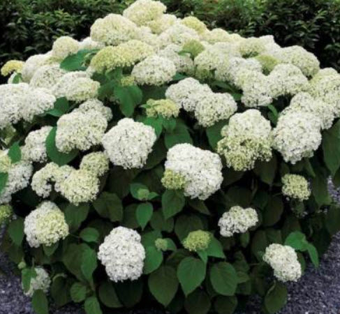 ไฮเดรนเยีย (Hydrangea) สีขาว / 10 เม็ด (UK)