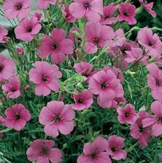 วิสคาเรีย - โรส แองเจิ้ล (Viscaria - Rose Angel) / 100 เม็ด (USA)