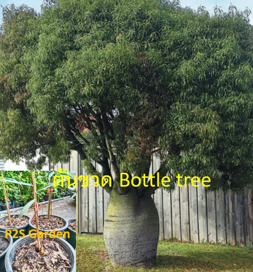ต้นขวด bottle tree / Brachychiton Rupestris เพาะเมล็ด สูง 10-30 ซ.ม. กระถาง 6 นิ้ว