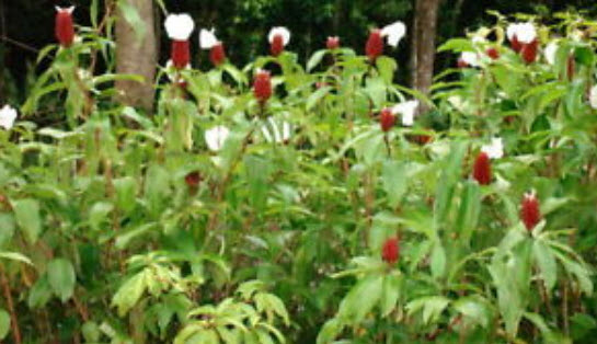 ต้นเอื้องหมายนา (Malay ginger) ดอกขาว สูง 40-50 ซ.ม. / ต้น