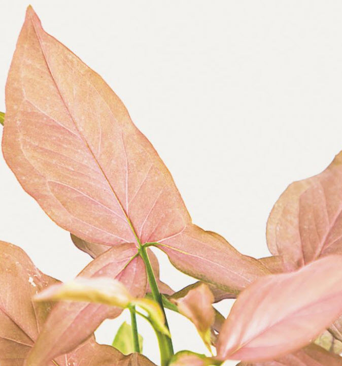 ต้นเงินไหลมา พิ้งค์ อัลลูชัน (Syngonium - Pink Allusion) กระถาง 8 นิ้ว