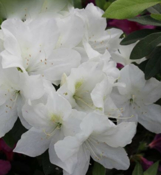 กุหลาบพันปี (Azalea) ขาว / 100 เม็ด (นอก)