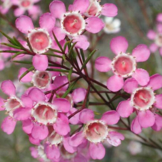 แวกซ์ฟลาวเวอร์ (Waxflower / Chamelaucium Uncinatum) ชมพู / 3 เม็ด (China)