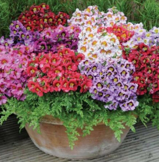 ปีกนางฟ้า (Angels Wings) คละ / 100 เม็ด (UK)