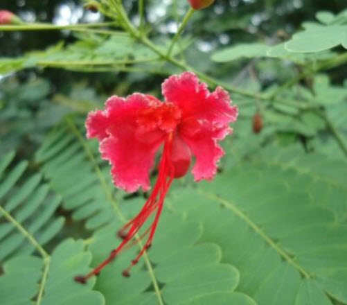 หางนกยูงไทย ดอกสีแดง (Red Pride of Barbados) / 5 เม็ด (UK)