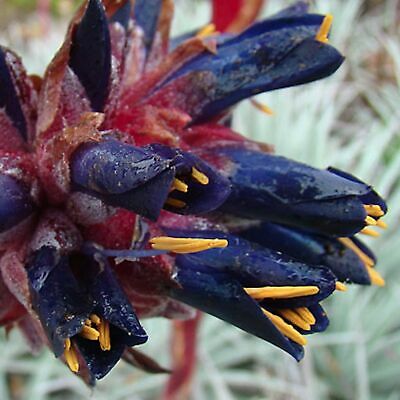 ชากัวลิลโล่ (Chagualillo / Puya Venusta) / 10 เม็ด (Portugal)