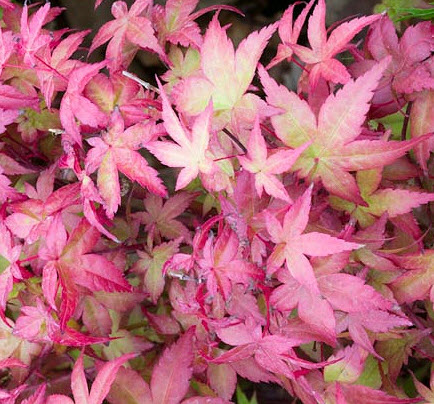 เมเปิ้ลญี่ปุ่น Beni Maiko / 20 เม็ด