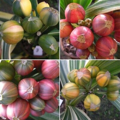 คลิเวียด่าง (ว่านสิบแสนด่าง) / 10 เม็ด (นอก)