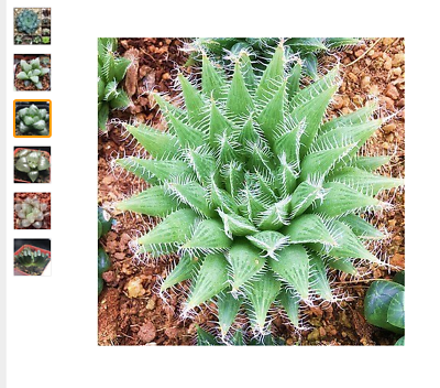 ฮาโวเทีย (Haworthia cooperi) คละ / 50 เม็ด