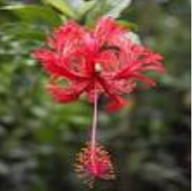 ต้นพู่ระหง ดอกฝอย กระถาง 8-10 นิ้ว สูง 40-60 ซ.ม.