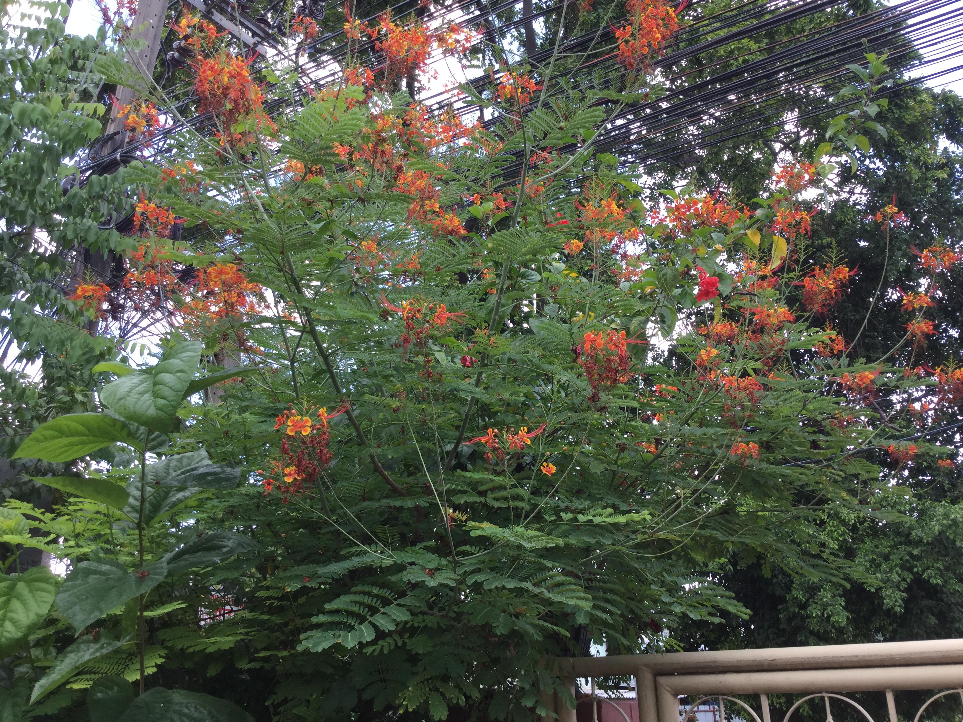 ต้นหางนกยูงไทย สีส้ม สูง 45-60 ซ.ม. กระถาง 8 นิ้ว / ต้น