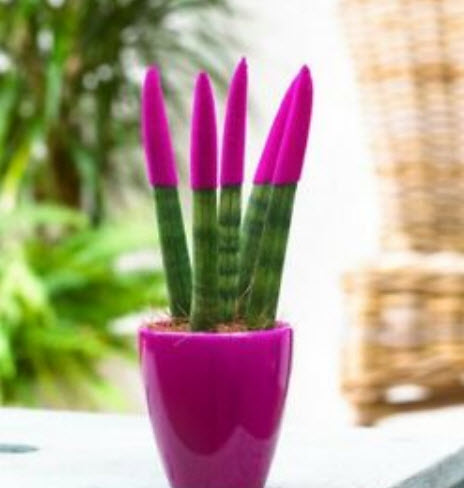 งาช้าง หรือลิ้นมังกร หางเสือ คละ / 25 เม็ด (นอก)