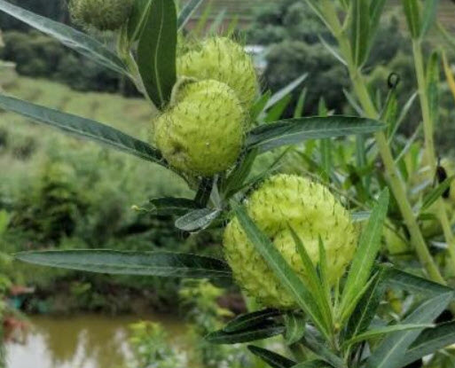 หงส์เหิร หรือ บอลลูน (balloon plant) / 25 เม็ด (Netherlands) *