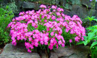 แคทฟลายร์ - ไทรอัมพ์ (Nodding Catchfly - Triumph) / 400 เม็ด (UK)