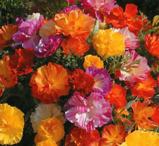 แคลิฟอร์เนีย ป๊อปปี้ (California Poppy) ซ้อน คละสี / 300 เม็ด (UK)