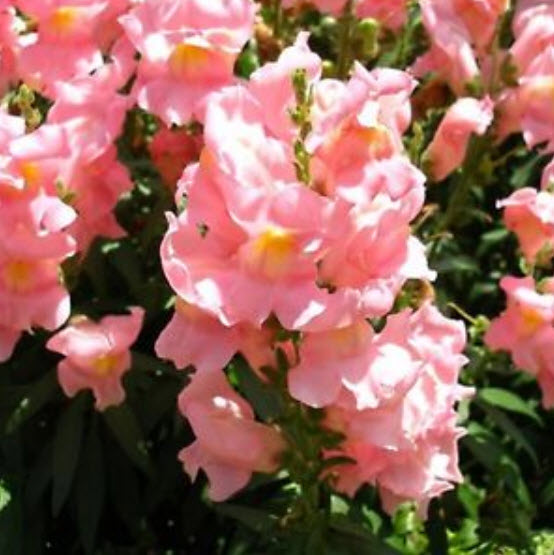 ดอกลิ้นมังกร (Snapdragon) ดอกใหญ่ สีชมพู ต้นสูง / 2,000 เม็ด (Ukraine)