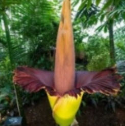 บุกยักษ์ หรือต้นซากศพ (Corpse flower) คละ / 40 เม็ด (Malaysia) หายาก