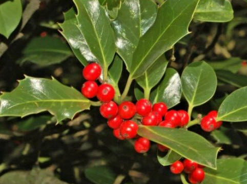 อิงลิช ฮอลลี่ (English Holly / Common European Holly) / 10 เม็ด (UK)*
