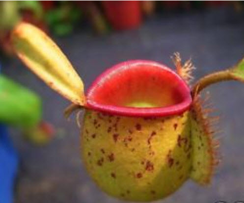 หม้อข้าวหม้อแกงลิง (Nepenthes) ทรงสูง คละ / 50 เม็ด