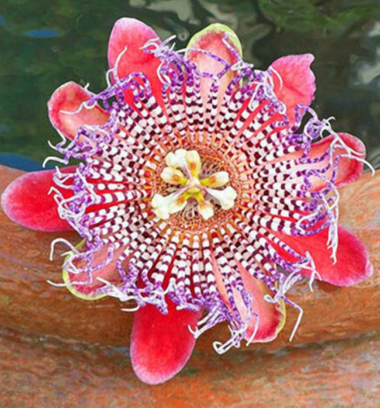 สร้อยฟ้า (Passion Flower) คละ / 100 เม็ด