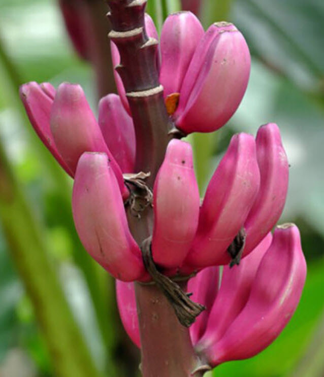 กล้วยรุ่งอรุณ หรือกล้วยดอกบัวอัสสัม (Musa Velutina) / 5 เม็ด (Spain)*