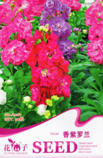 ไวโอเล็ต (Violet) คละสี / ซอง 50 เม็ด (A001)