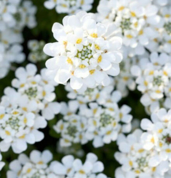 แคนดี้ทัฟท์ (Candytuft - Iceberg Superior) สีขาว / 250 เม็ด (UK)