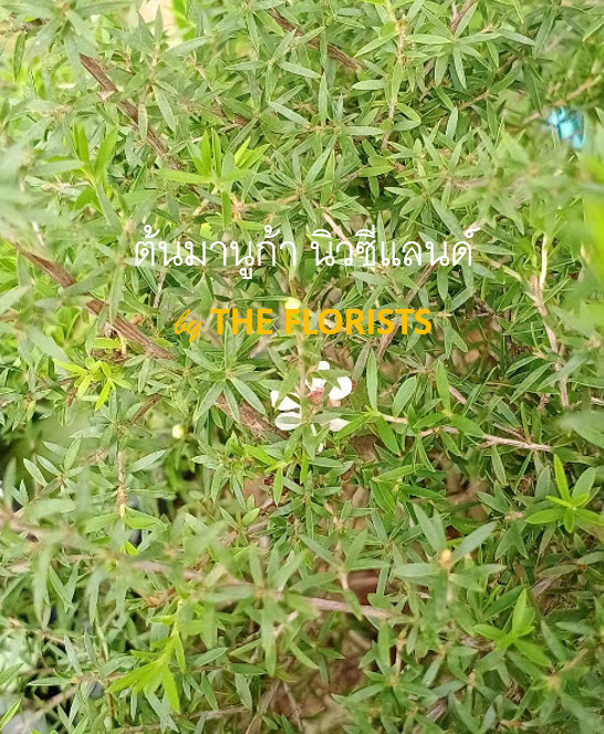 ต้นมานูก้า นิวซีแลนด์ ดอกสีขาว (Manuka) กระถาง 10 นิ้ว สูง 50-70 ซ.ม. / ต้น