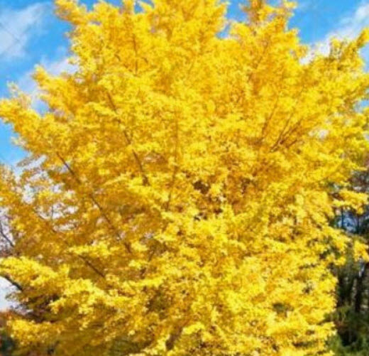 แปะก๊วยสีทอง (Gold Ginkgo) / 5 เม็ด