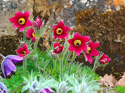พาสคิว ฟลาวเวอร์ แดง (Pasque flower Red) / 70 เม็ด (UK)