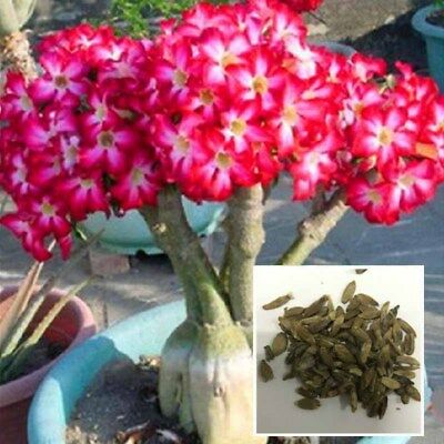 ชวนชม สีแดง / 25 เม็ด (นอก)