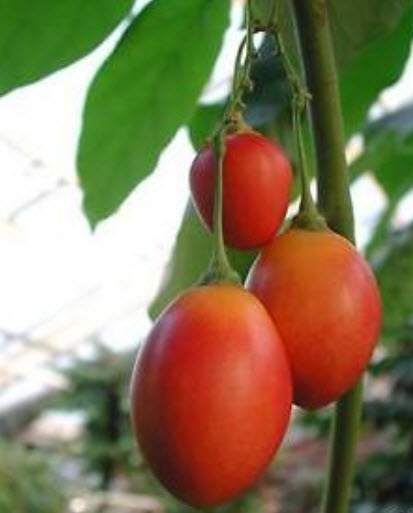 ทามาริลโล/มะเขือต้นสีแดง (Red Tamarillo) / 25 เม็ด (Australia)