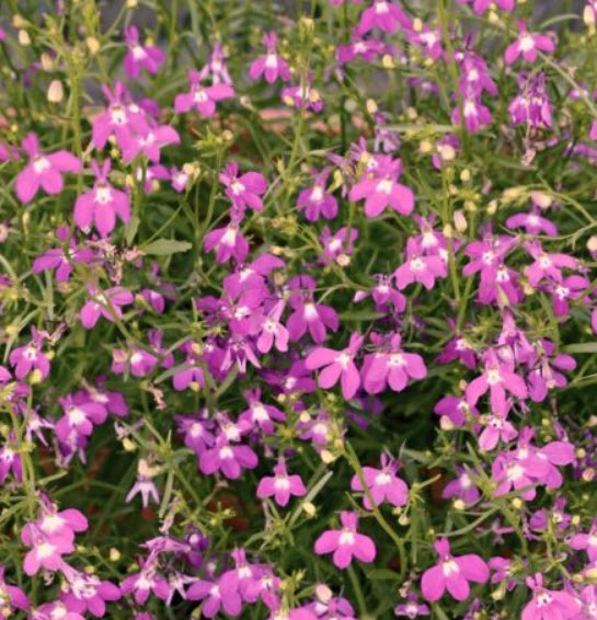 โลบีเลียเลื้อย สีแดง (Lobelia Riviera Rose) / 3,200 เม็ด (Poland)