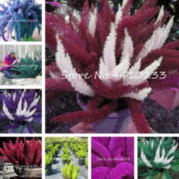 ปริกหางกระรอก (Foxtail Fern) คละ / 50 เม็ด (นอก)