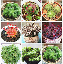 คราสซูล่า (Crassula) คละ / 50 เม็ด