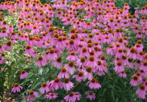 เอ็กไคนาเซีย - รูบี้สตาร์ (Echinacea - Ruby Star) สีม่วง / 300 เม็ด (UK)
