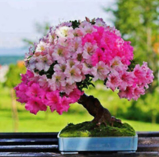กุหลาบพันปีบอนไซ (Azalea) คละ / 200 เม็ด (นอก)