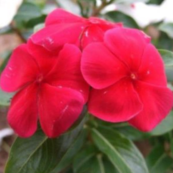 แพงพวย (Madagascar periwinkle) สีแดง / ซอง 20 เม็ด (A294)