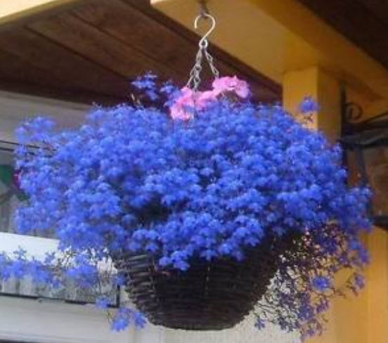เวอร์บีนา สีฟ้า-น้ำเงิน (Verbena blue) / ซอง 40 เม็ด (Ukraine)