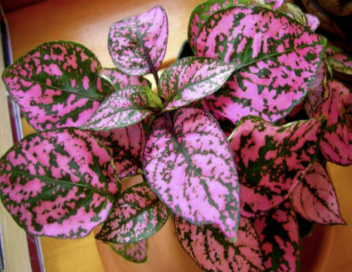 ละอองดาว หรือไฮโพเอสเตท - พิ้งค์ โพลก้า ด็อท (Hypoestes - Pink Polka Dot) / 70 เม็ด (UK)
