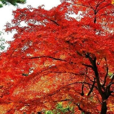 เมเปิ้ลอเมริกัน (American Maple) แดง / 25 เม็ด