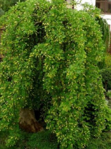 ถั่วไซบีเรีย หรือกระถินเหลือง (Peashrub Siberian) / 5 เม็ด (France)