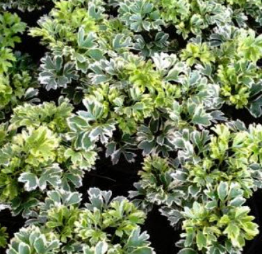 ต้นเล็บครุฑแคระ หรือเล็บครุฑหนู กระถาง 8 นิ้ว สูง 10-20 ซ.ม.