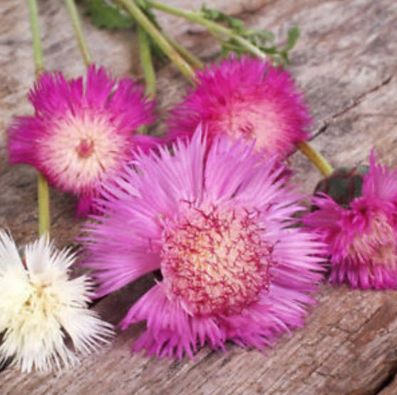 สวีท สุลต่าน (Sweet Sultan) คละ / 50 เม็ด (UK)